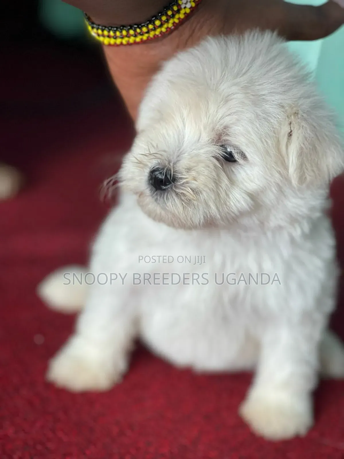 3-6 months Female Purebred Maltese