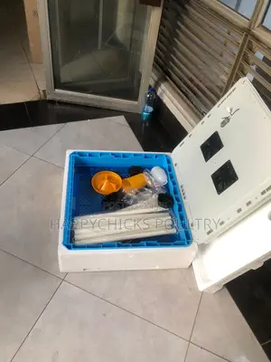 Eggs Incubator