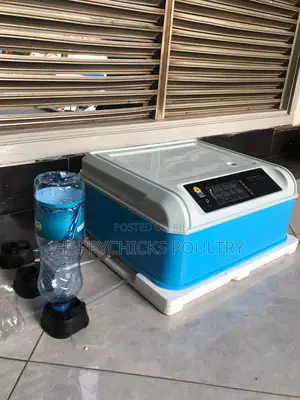 Eggs Incubator
