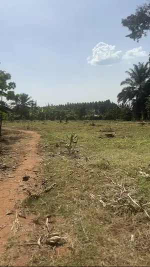 50*50ft and 50*100ft Plots at Nakifuma-Magogo for Sale