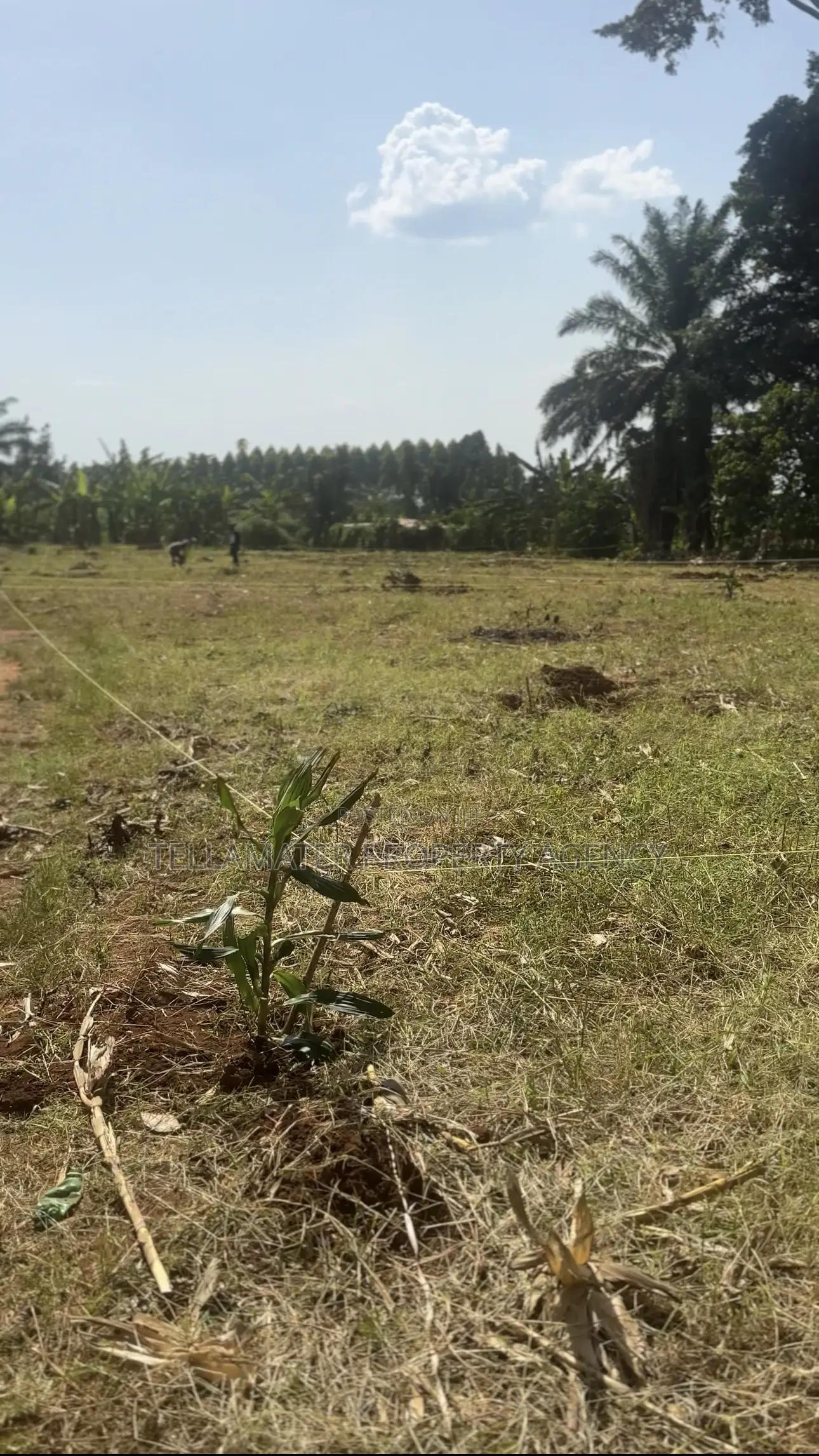 50*50ft and 50*100ft Plots at Nakifuma-Magogo for Sale