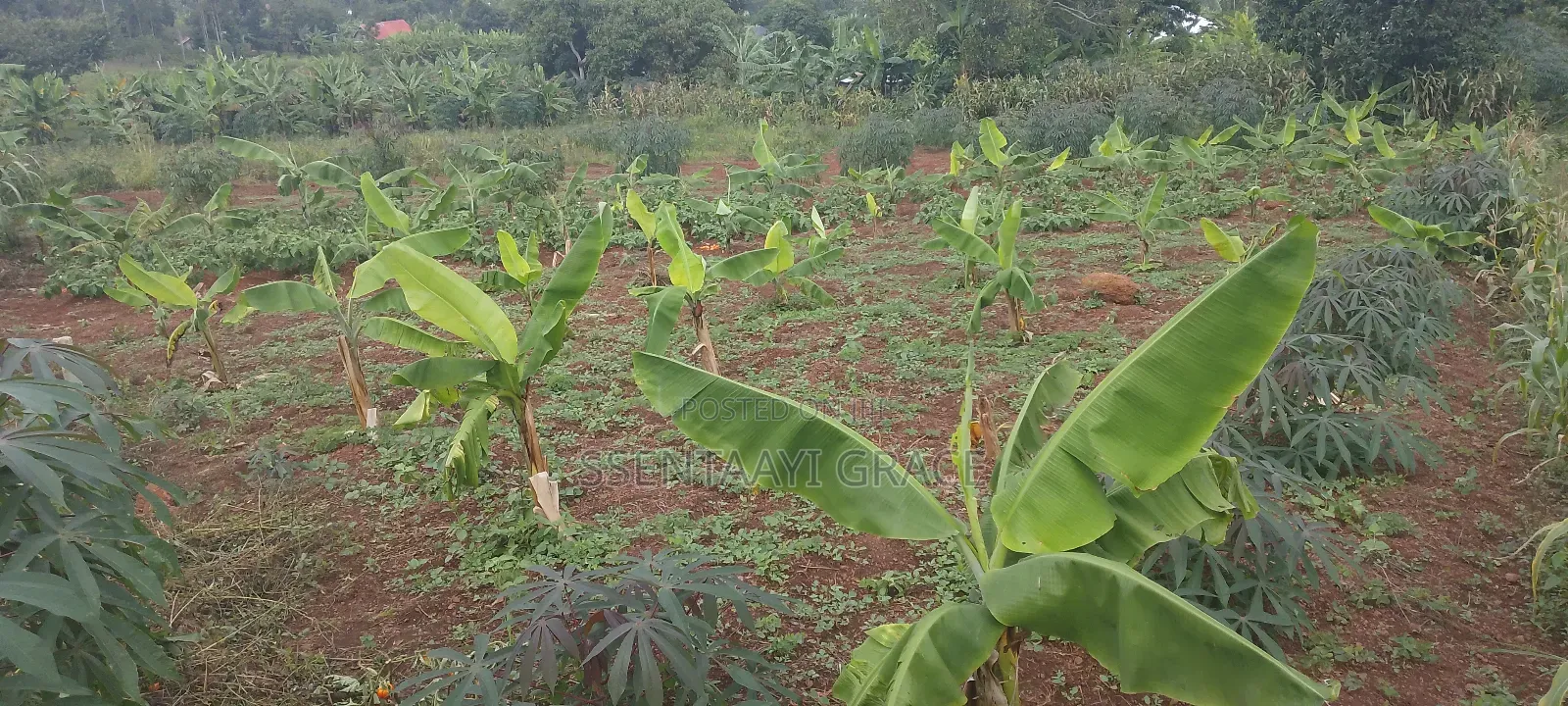 Plot 100*70. At Mpigi Boza , 14million , Negotiable. Electricity,Water