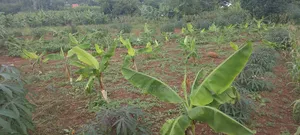 Plot 100*70. At Mpigi Boza , 14million , Negotiable. Electricity,Water