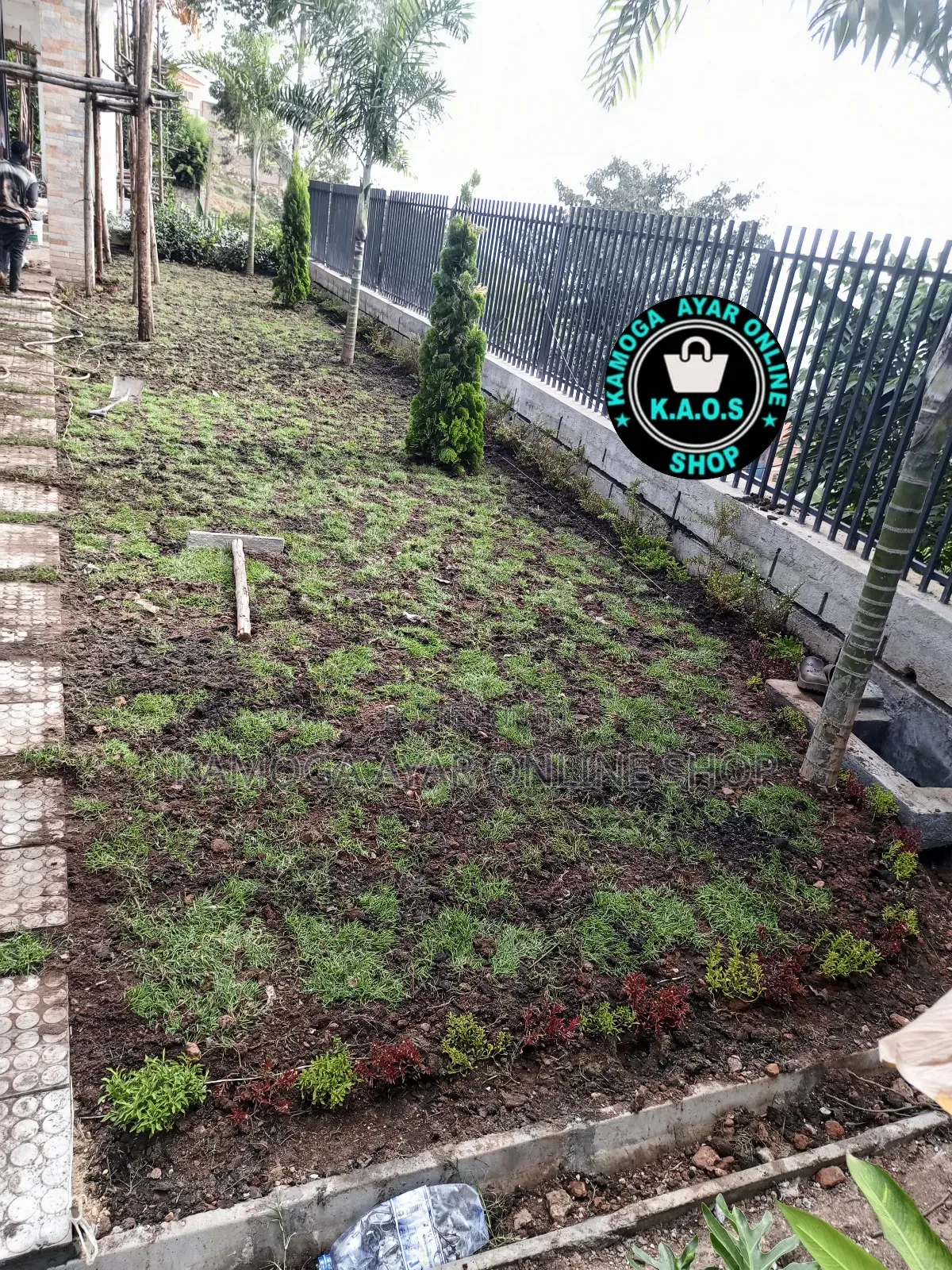 Soft Natural Compound Hybrid Paspalum Grass
