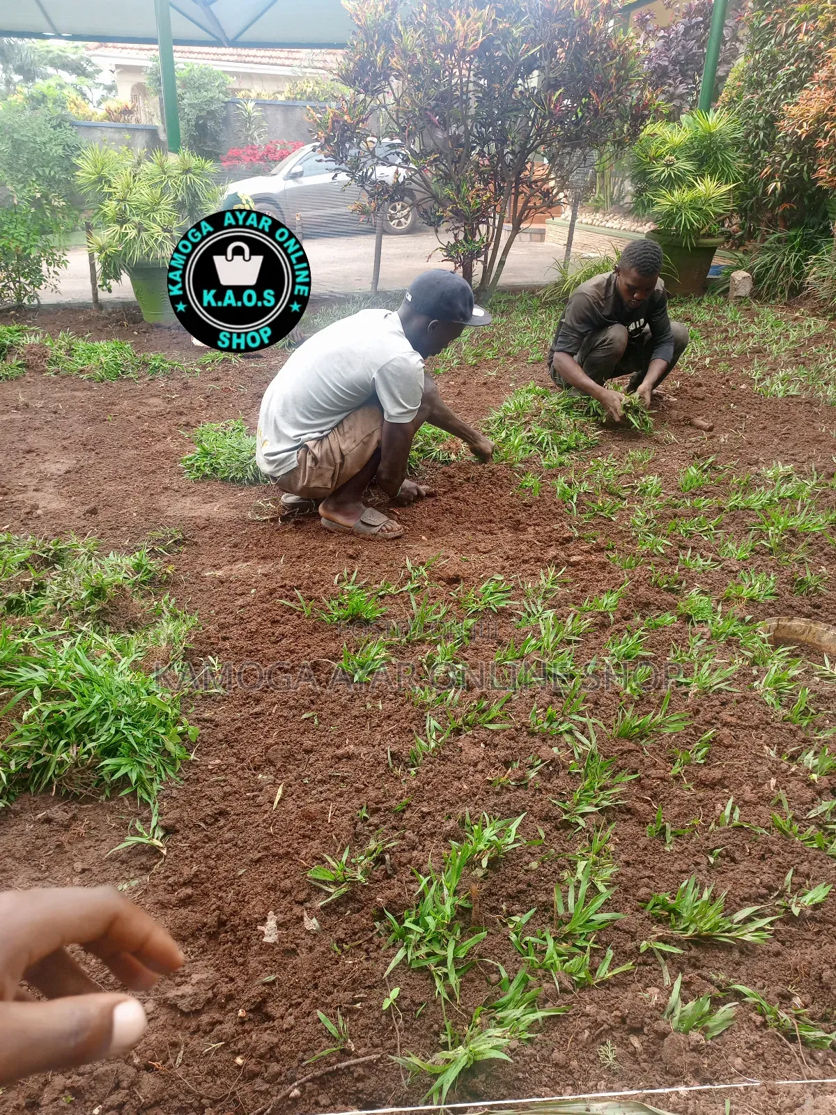 Natural Paspalum Grass (Ordinary Short)