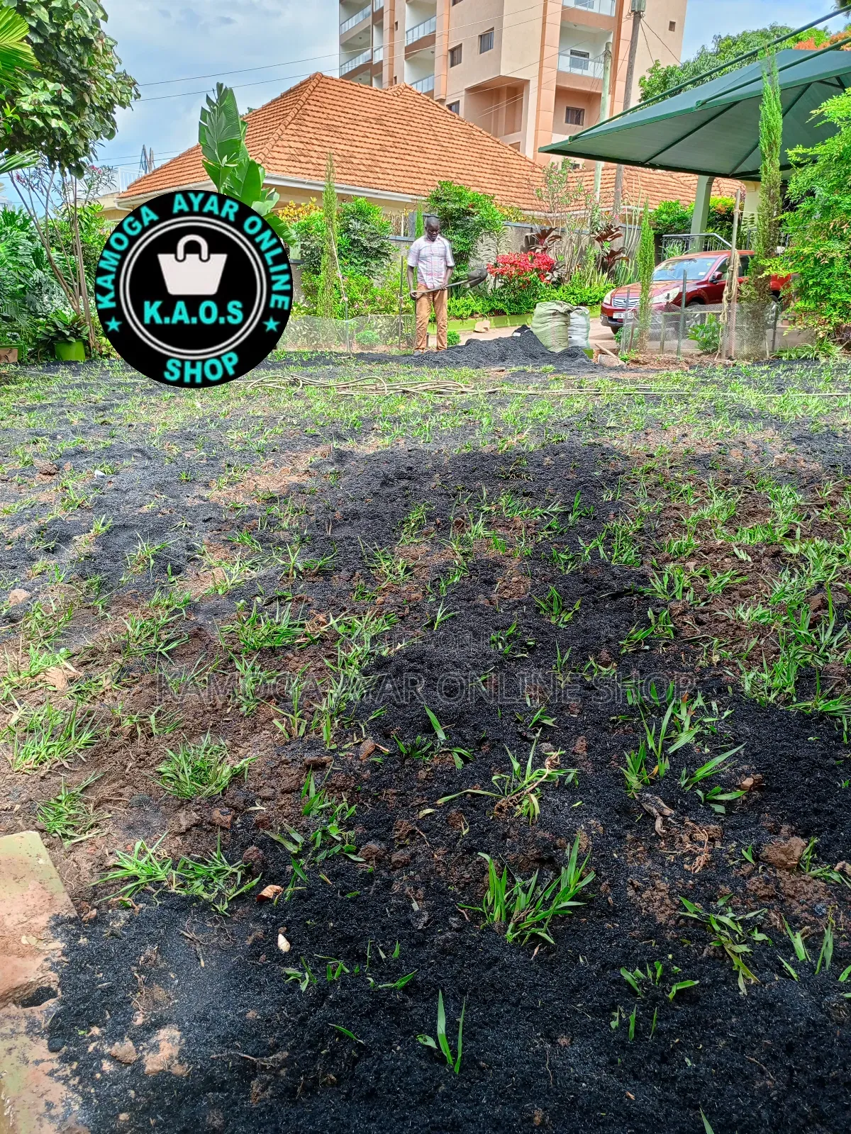 Natural Paspalum Grass (Ordinary Short)