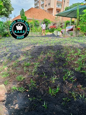 Natural Paspalum Grass (Ordinary Short)
