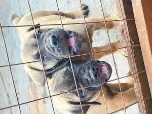 1-3 months Male Purebred Bullmastiff