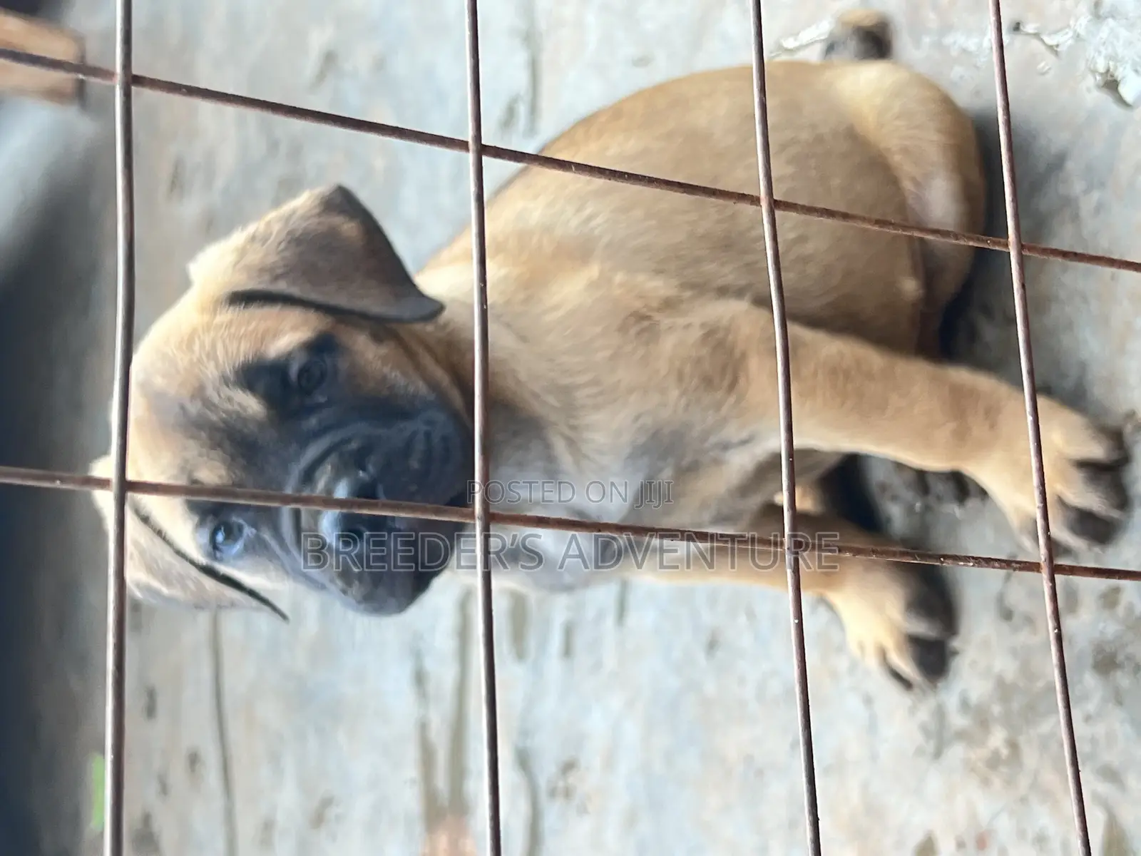1-3 months Male Purebred Bullmastiff