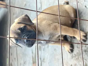 1-3 months Male Purebred Bullmastiff