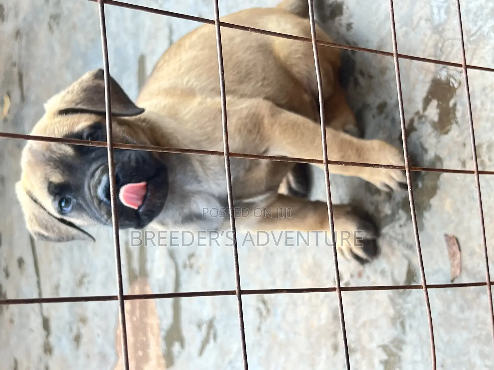 1-3 months Male Purebred Bullmastiff