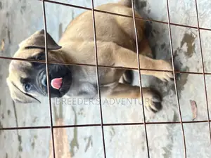 1-3 months Male Purebred Bullmastiff
