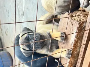 1-3 months Male Purebred Bullmastiff