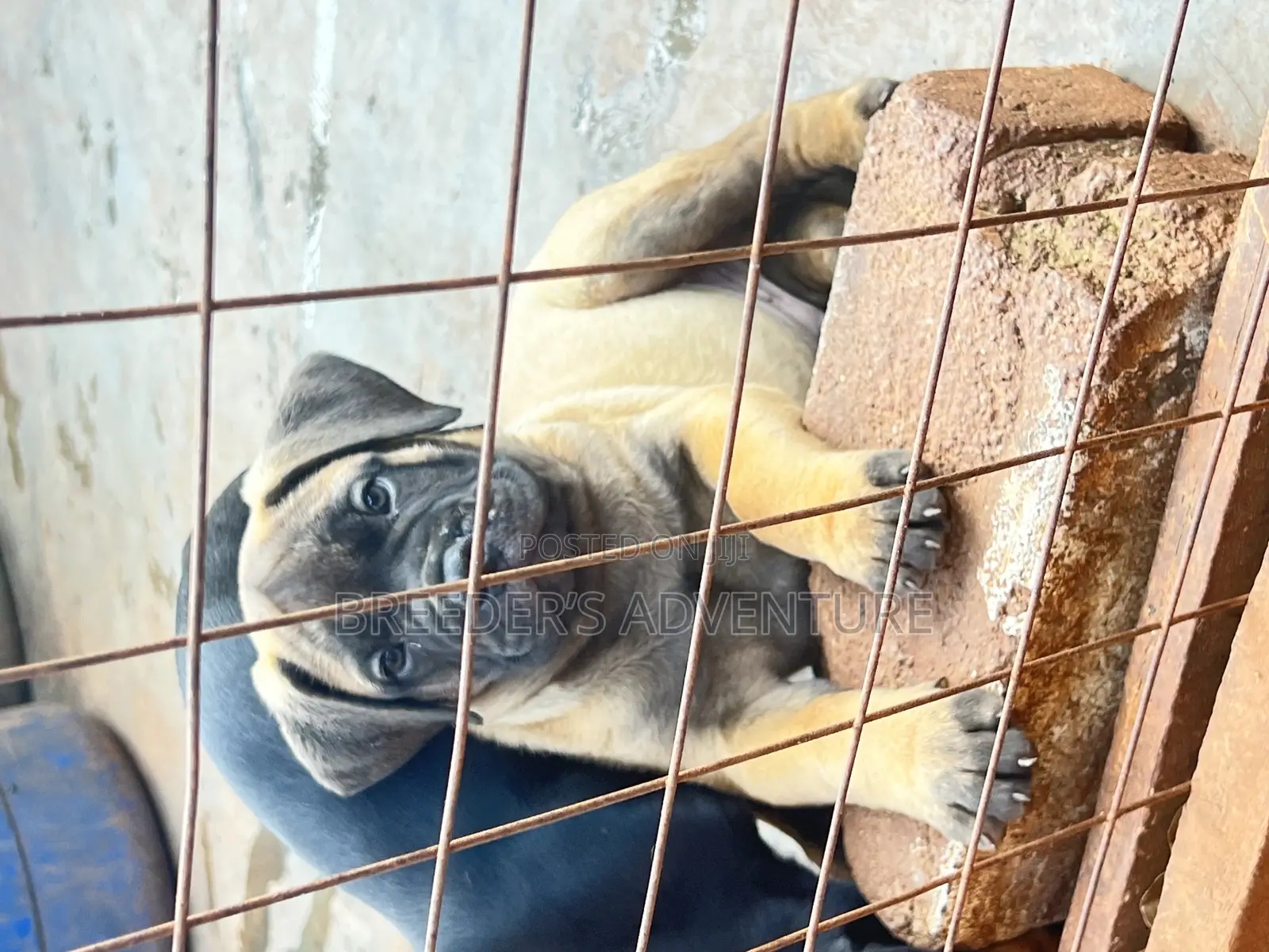 1-3 months Male Purebred Bullmastiff