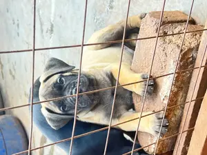 1-3 months Male Purebred Bullmastiff