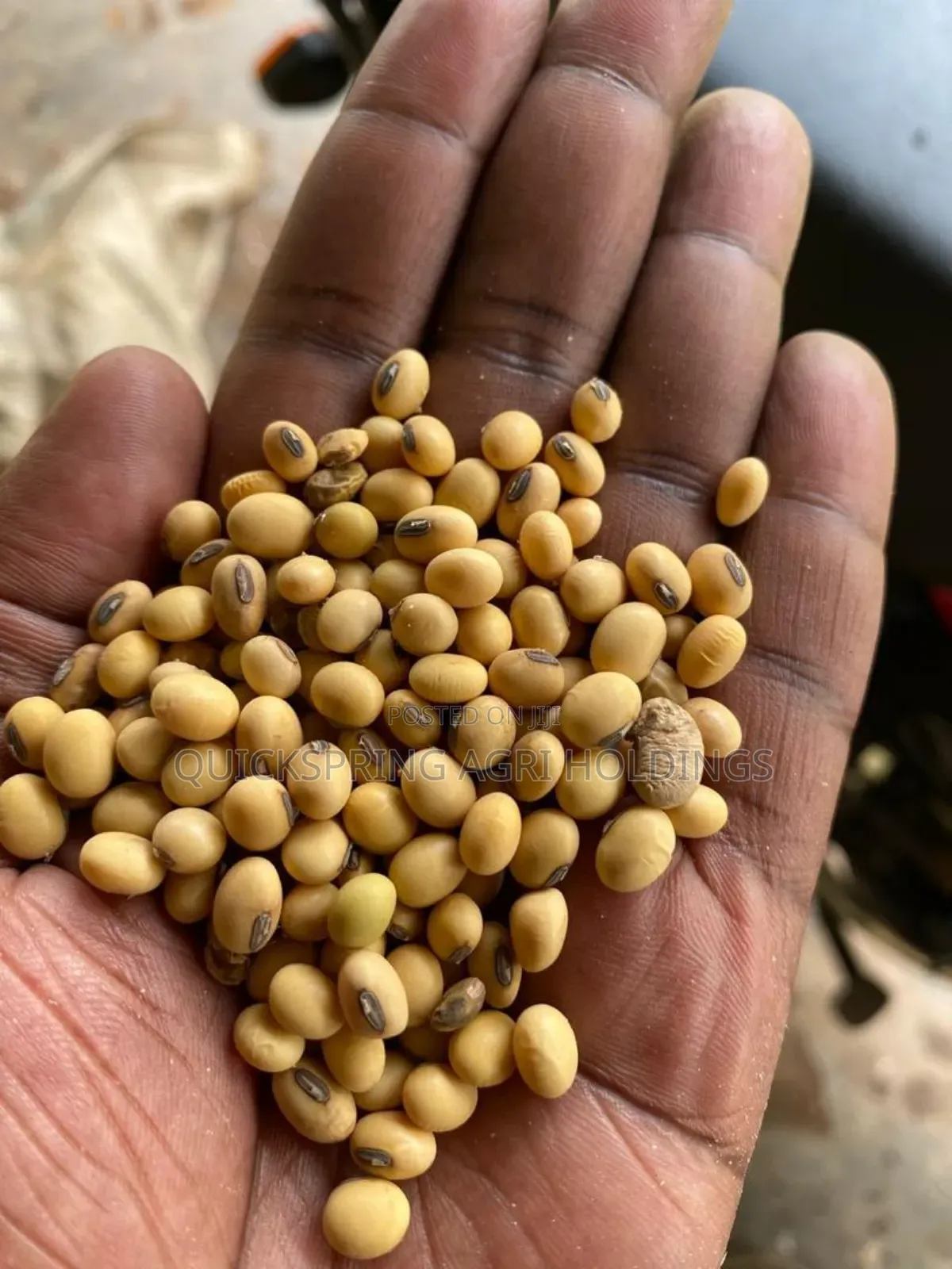 Soya Beans for Sale
