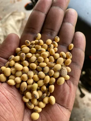 Soya Beans for Sale