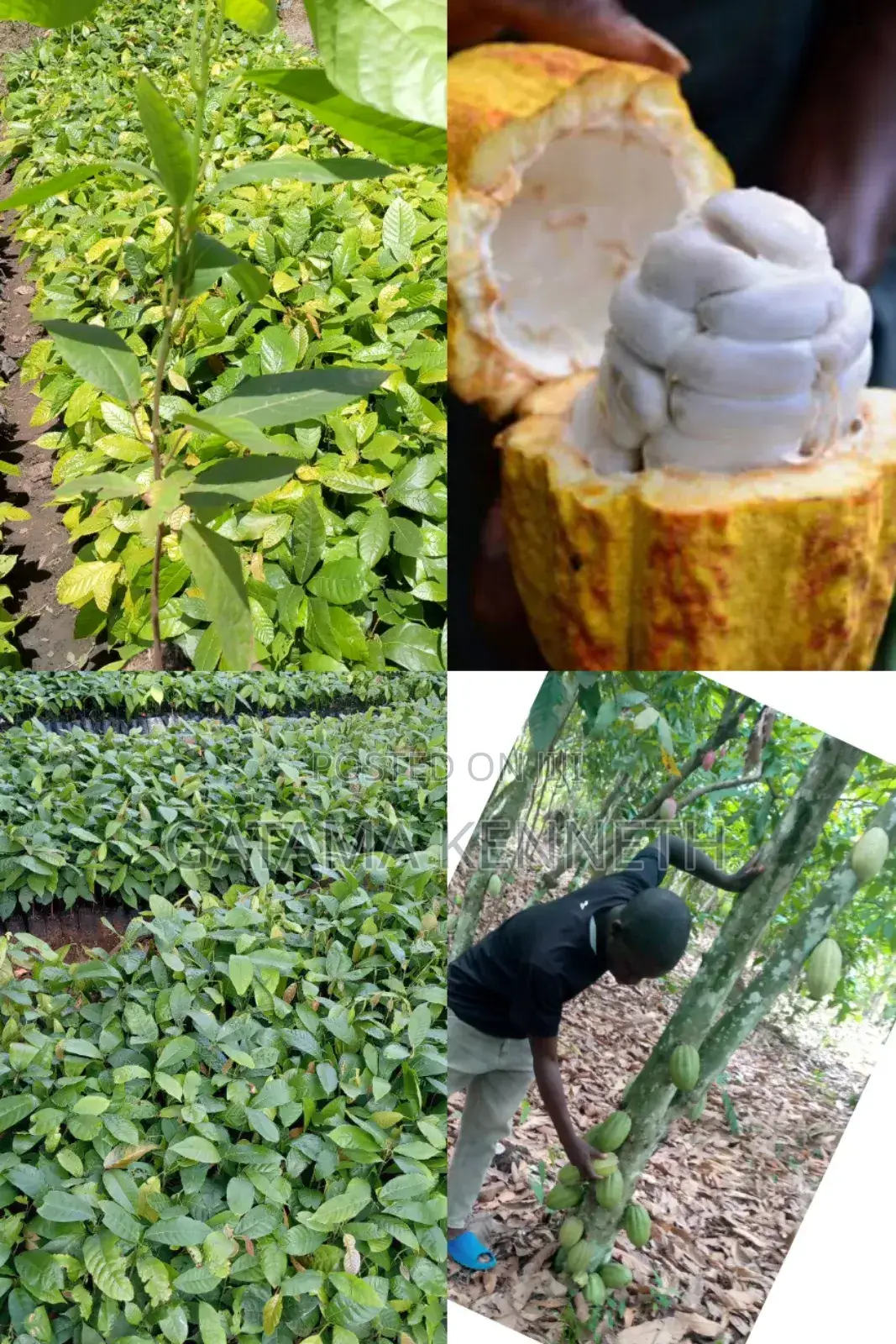 Cocoa Seedlings for Sale