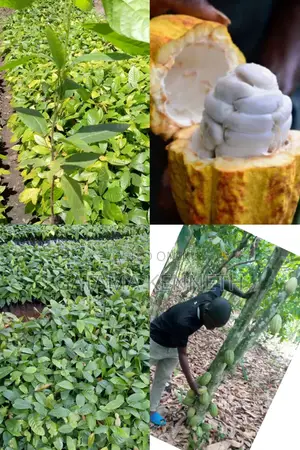 Cocoa Seedlings for Sale