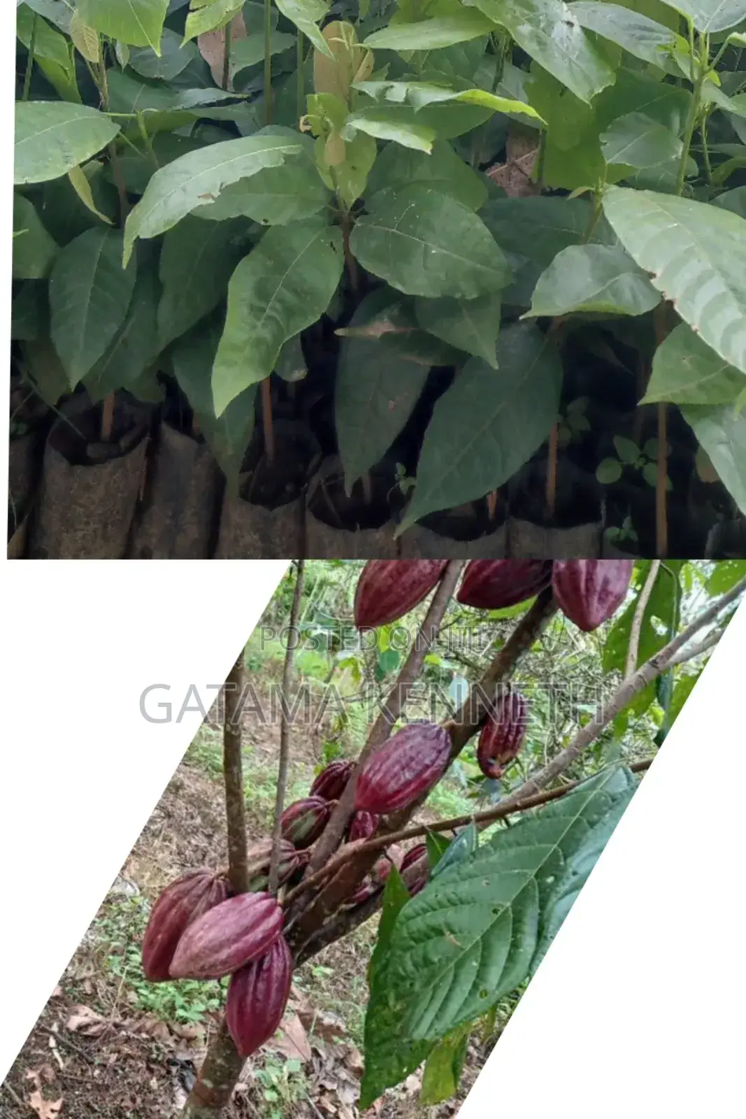 Cocoa Seedlings for Sale