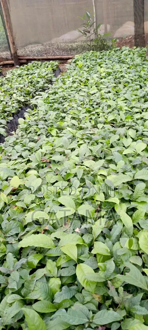Cocoa Seedlings for Sale