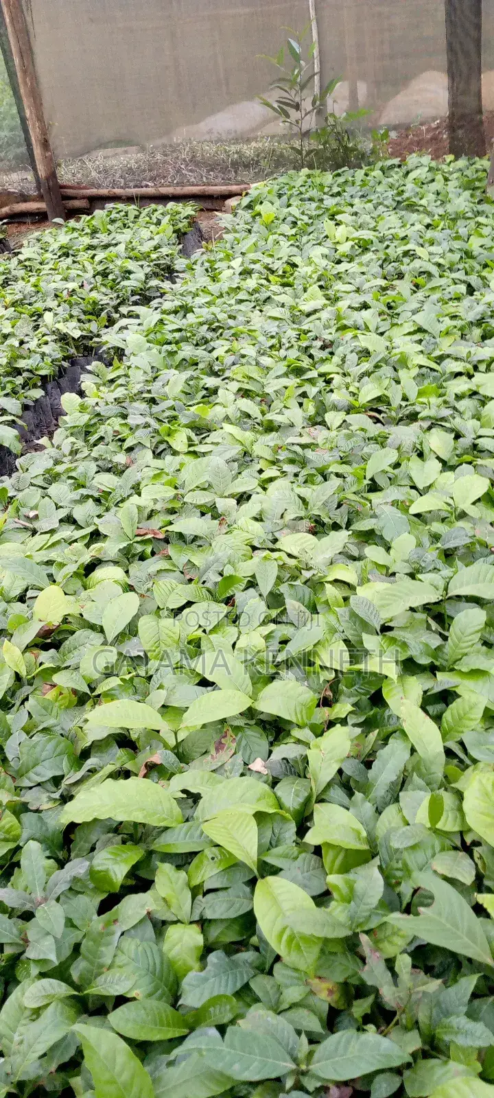 Cocoa Seedlings for Sale