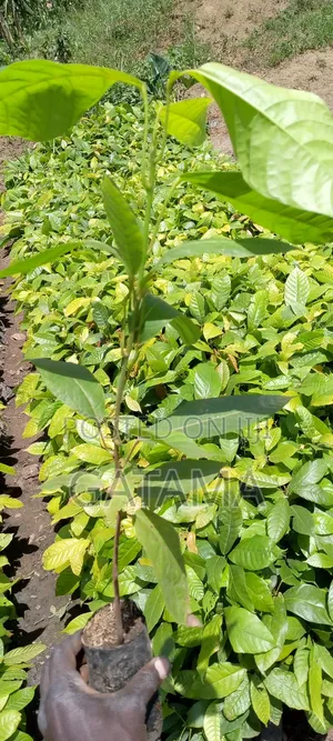 Cocoa Seedlings for Sale