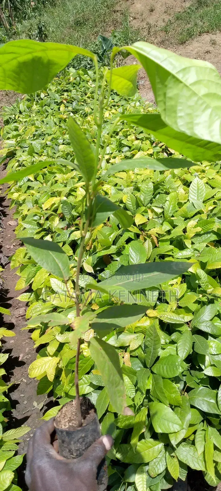 Cocoa Seedlings for Sale