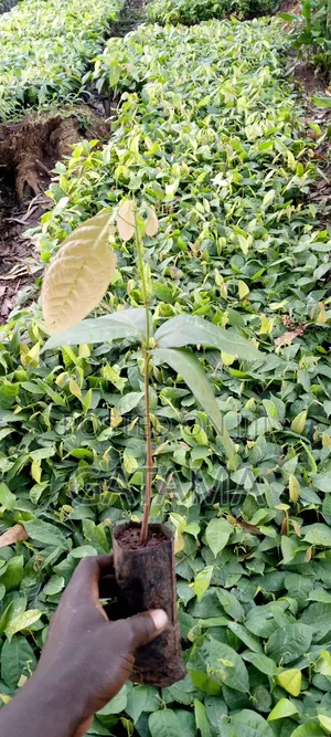 Cocoa Seedlings for Sale