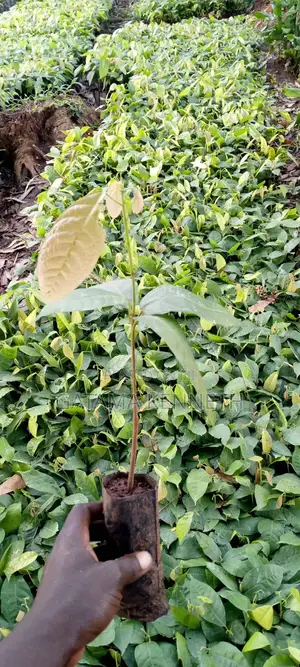 Cocoa Seedlings for Sale