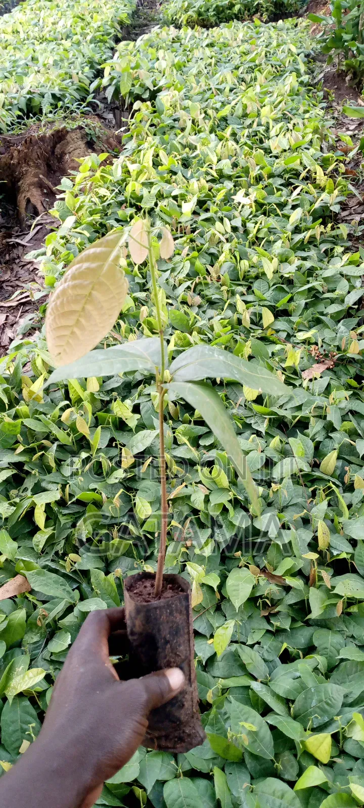 Cocoa Seedlings for Sale