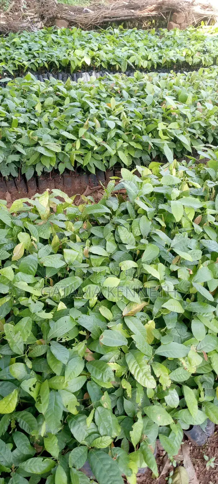 Cocoa Seedlings for Sale