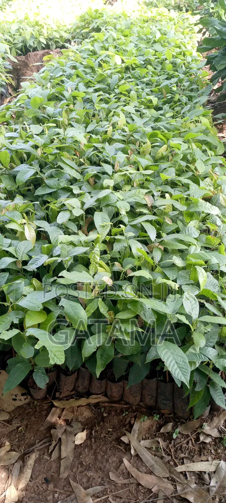 Cocoa Seedlings for Sale