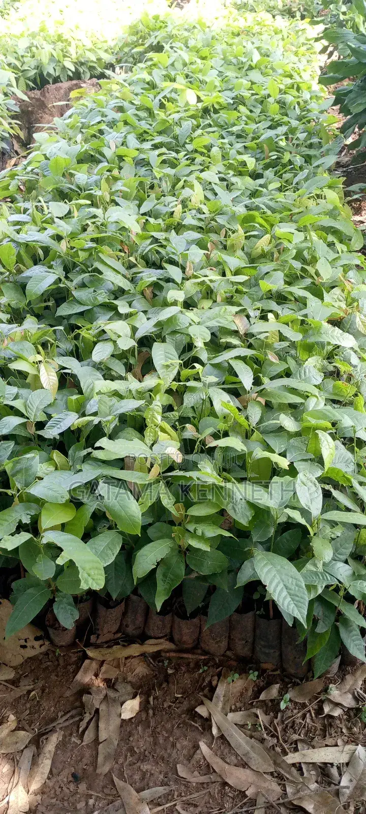 Cocoa Seedlings for Sale