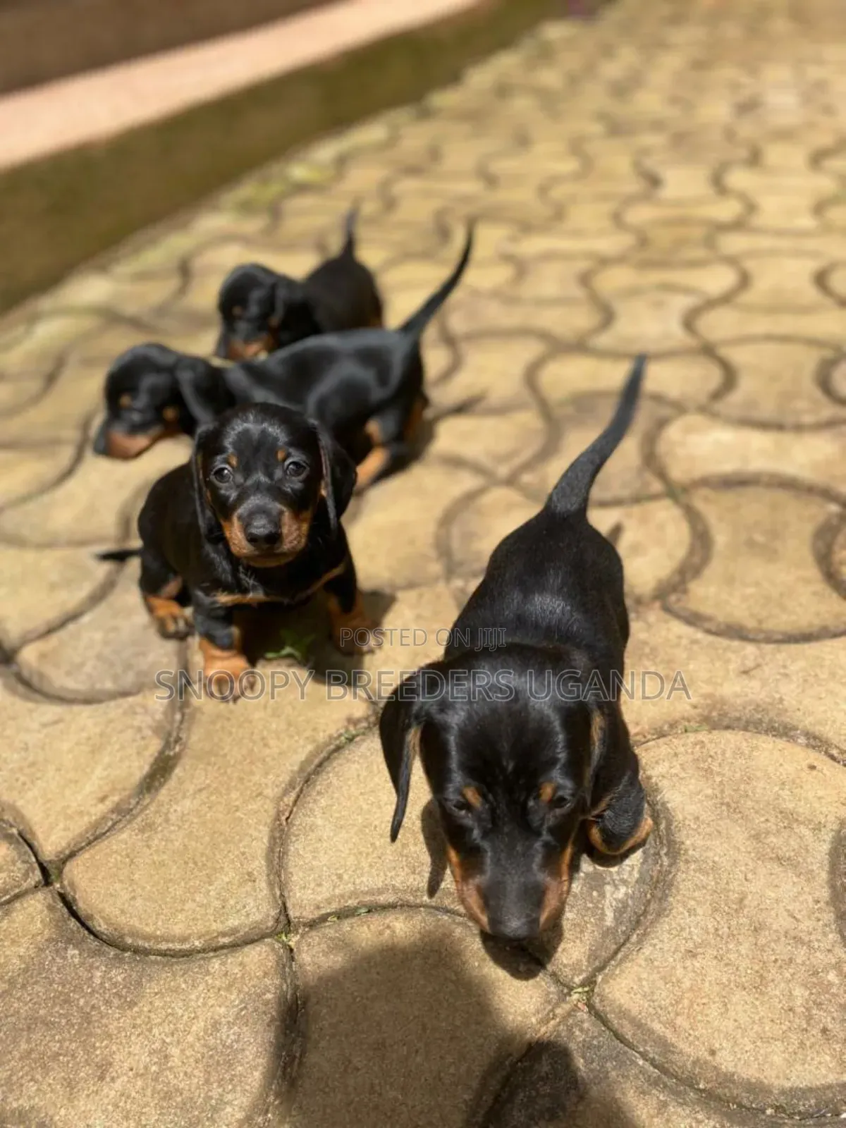 1-3 months Male Purebred Dachshund