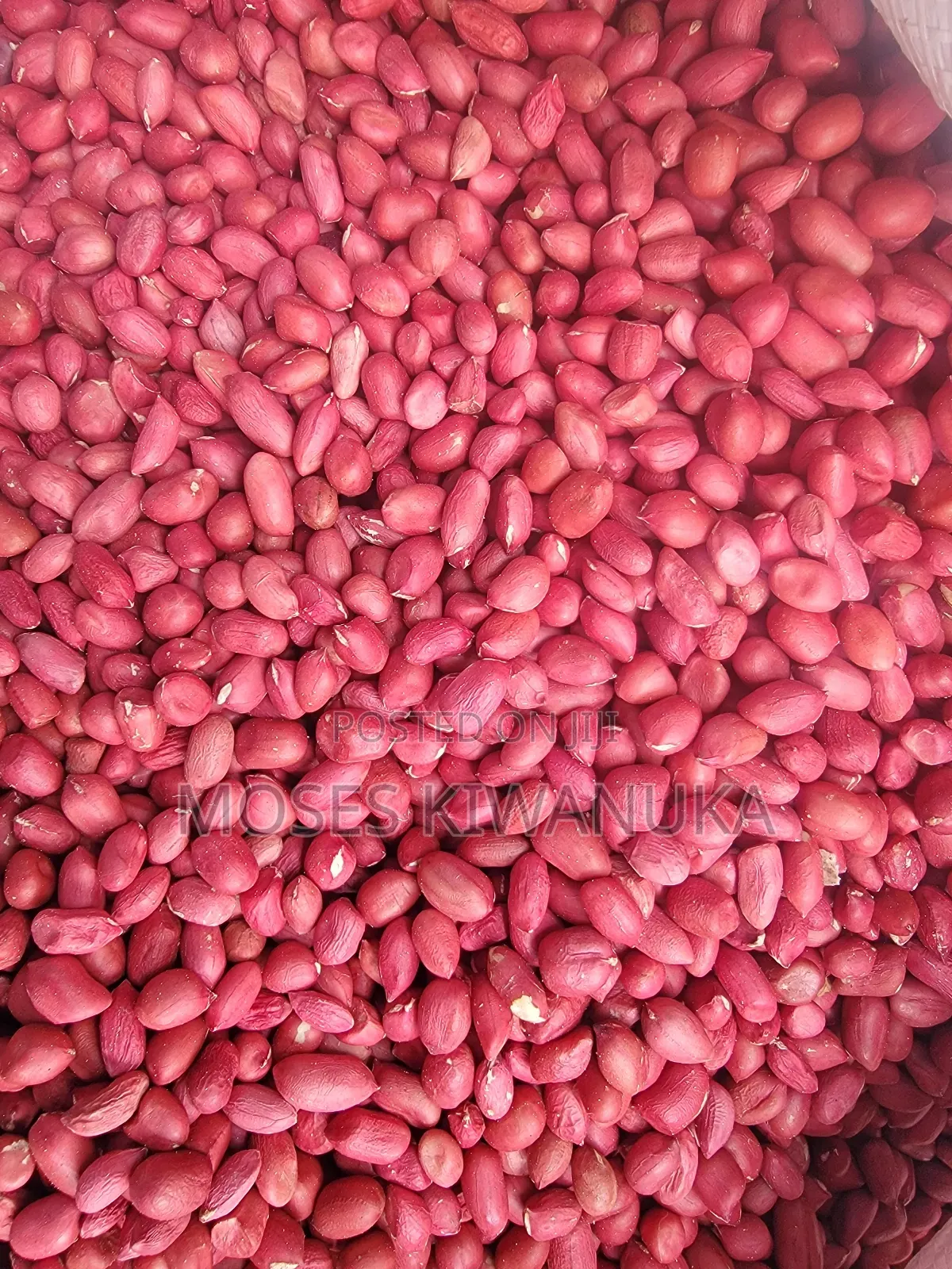 Fresh Groundnuts Seeds Good for Consumption at Home