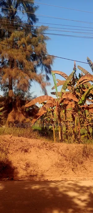 85 Decimals Commercial Plot of Land in Kira Kito