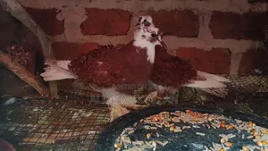 Frillback Pigeon