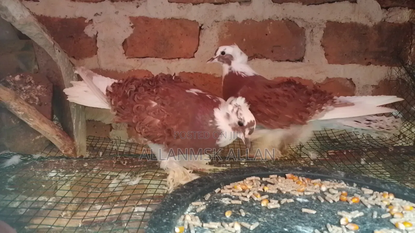 Frillback Pigeon