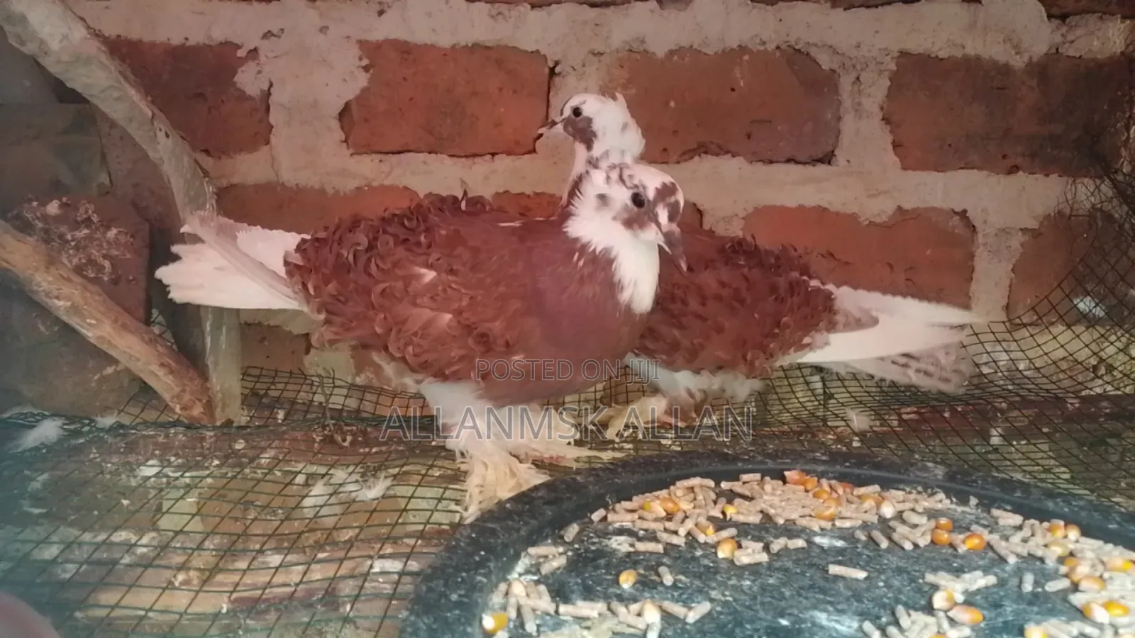 Frillback Pigeon