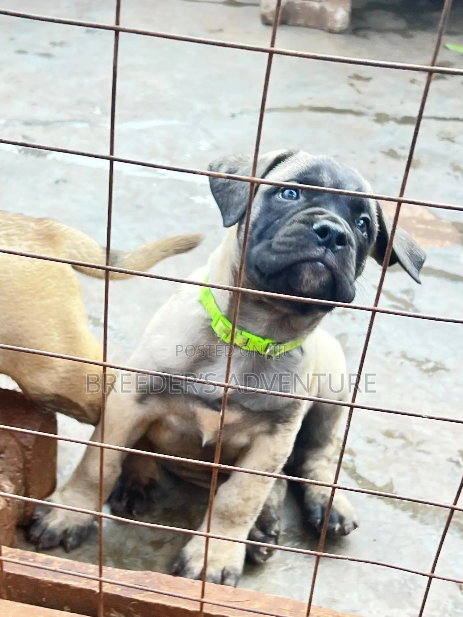 1-3 months Female Purebred Bullmastiff
