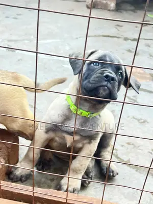 1-3 months Female Purebred Bullmastiff