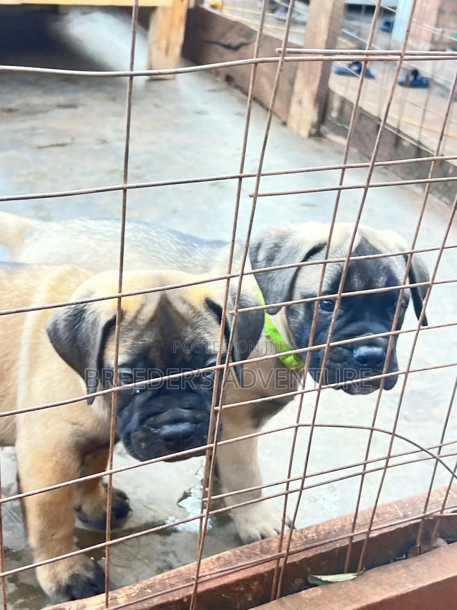 1-3 months Female Purebred Bullmastiff