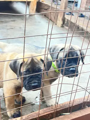 1-3 months Female Purebred Bullmastiff