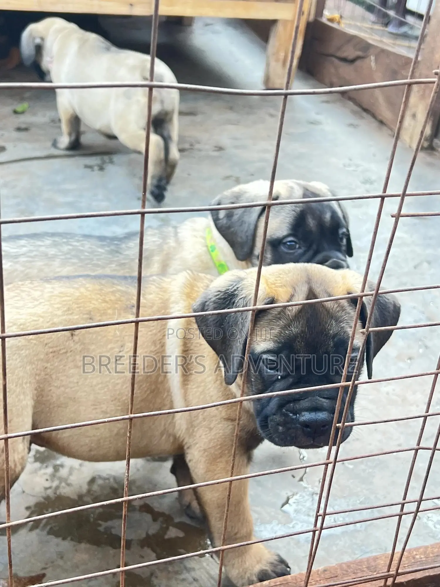 1-3 months Female Purebred Bullmastiff