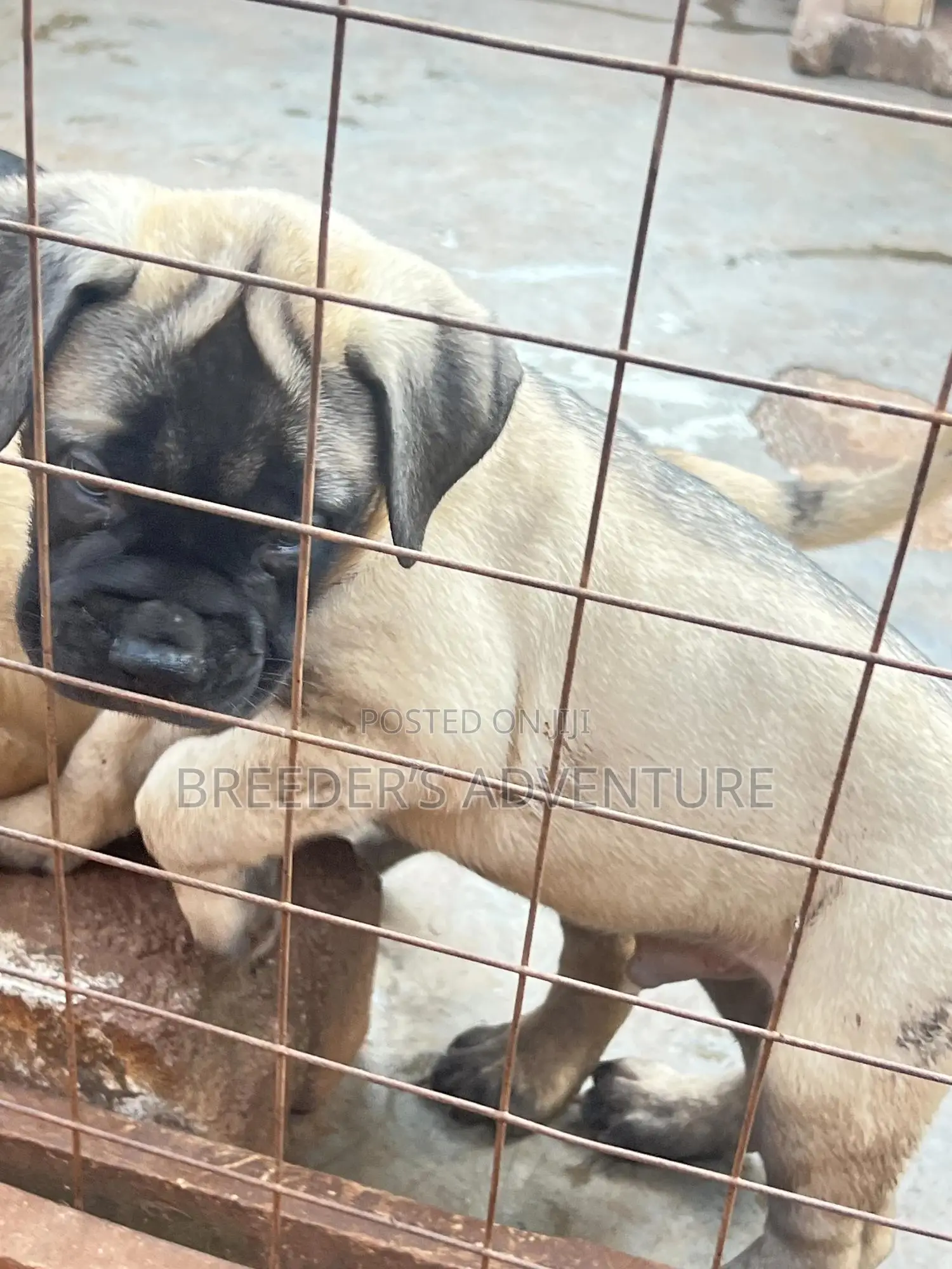 1-3 months Female Purebred Bullmastiff