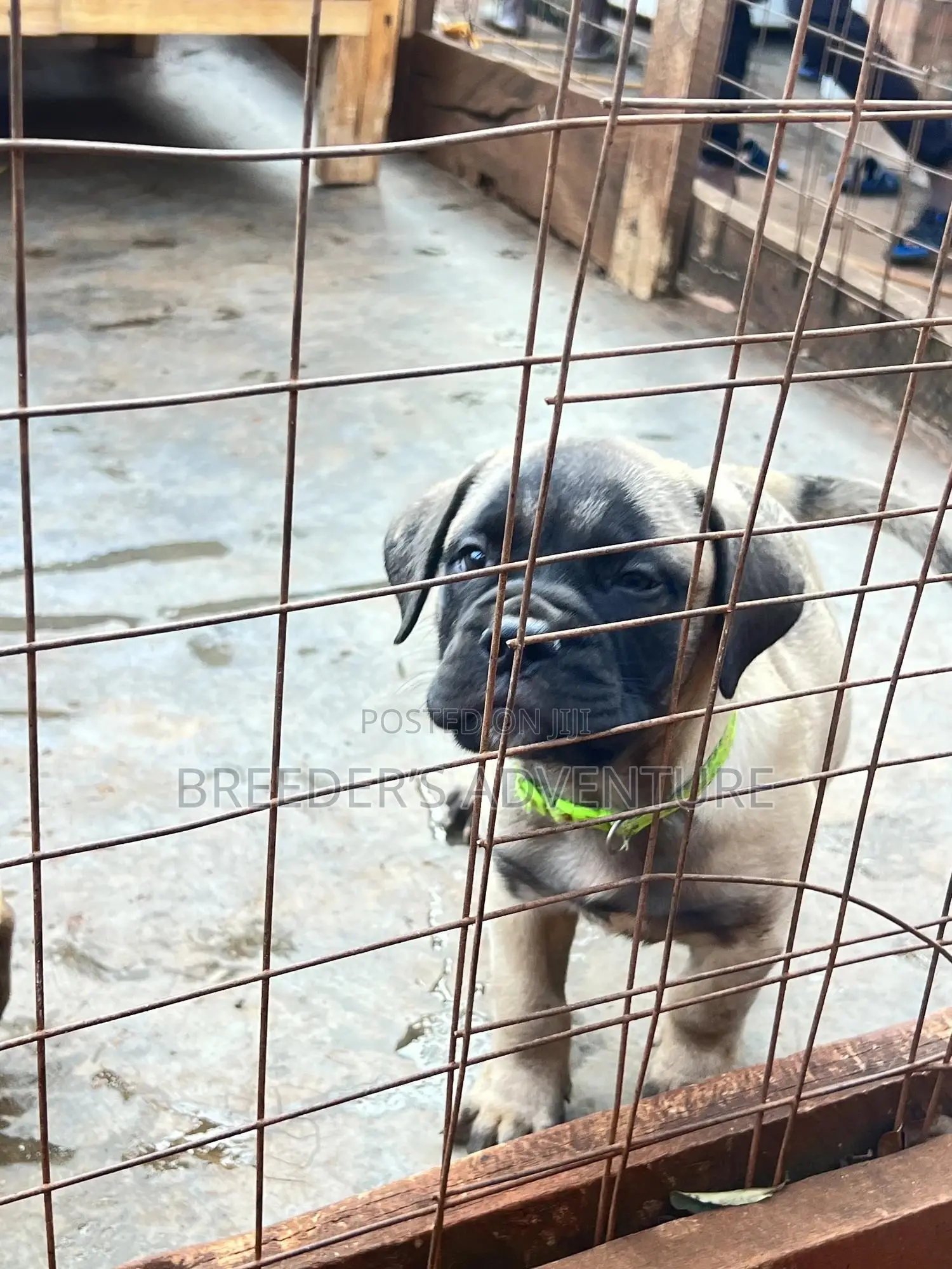 1-3 months Female Purebred Bullmastiff