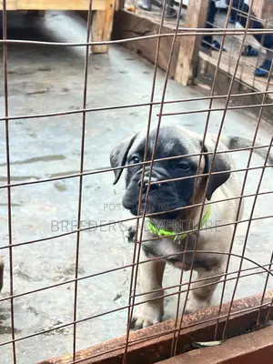 1-3 months Female Purebred Bullmastiff