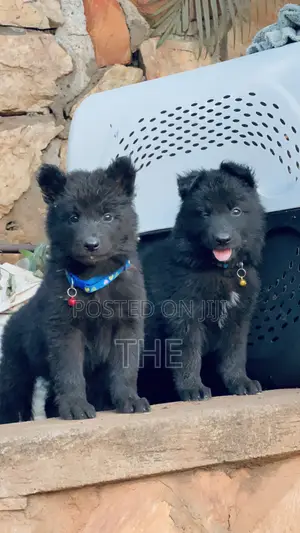 3-6 months Male Purebred German Shepherd