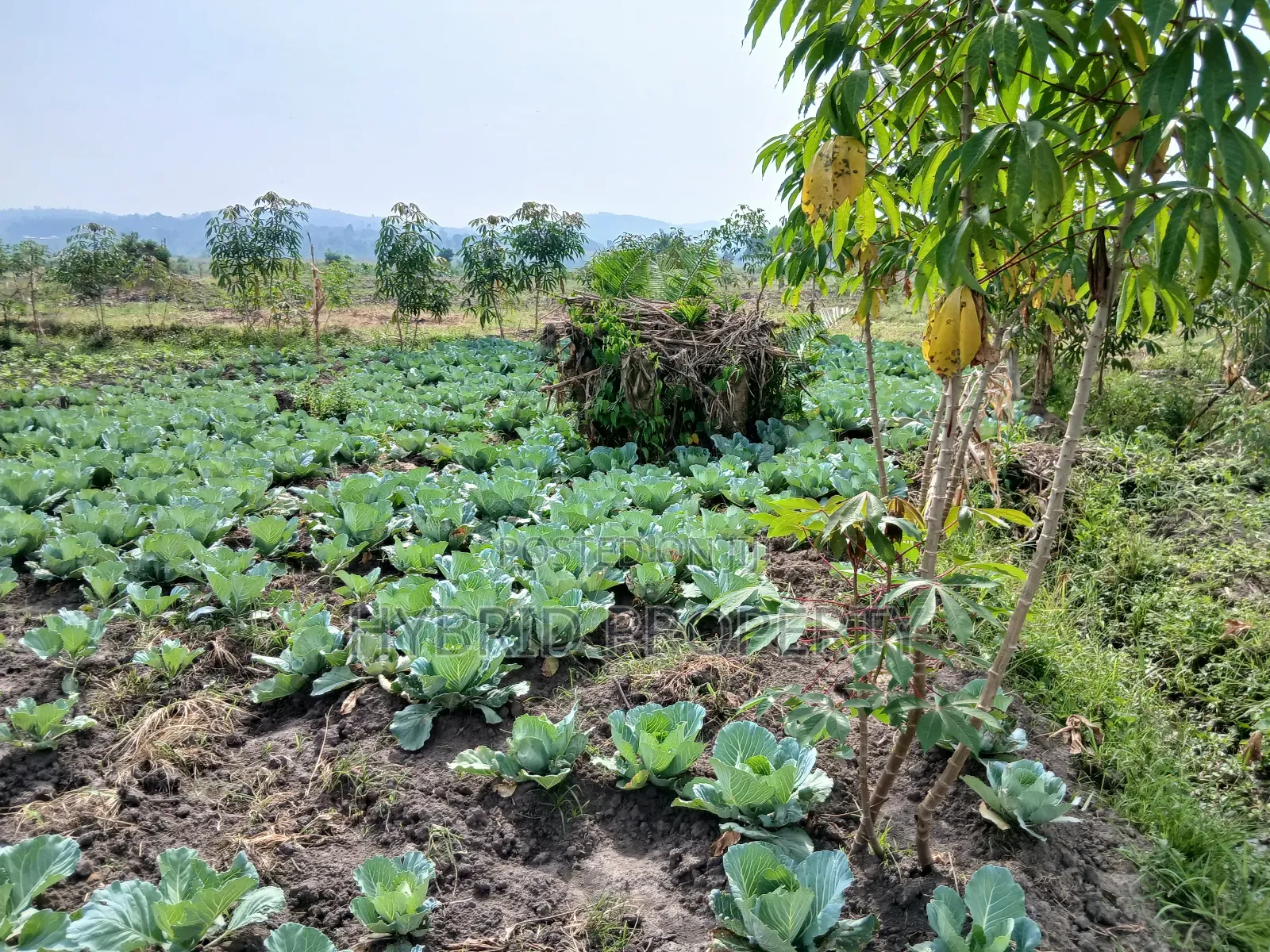 1,600acres of Land for Renting at Busunju Along Hoima Road V